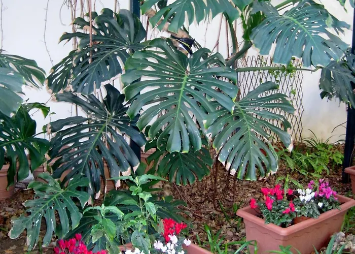 Bed and breakfast Lirma