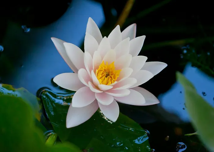 Bed and breakfast Lirma 4*