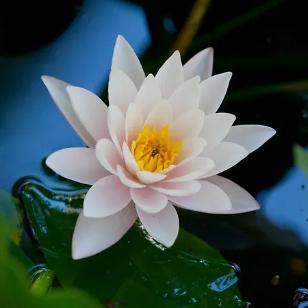 Bed & Breakfast Lirma 4*